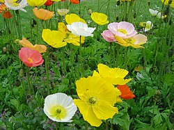 Μήκων η γυμνόβλαστος (Papaver nudicaule) - (Ισλανδική παπαρούνα)