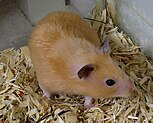 Rodent - Wikidata
