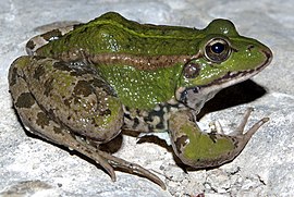 Iberische meerpuut (Pelophylax perezi)