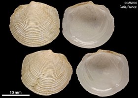 Quatro valvas de dois indivíduos da espécie P. pectinatus; espécimes pertencentes à coleção do Museu Nacional de História Natural de Paris, França, coletados em Guadalupe, Pequenas Antilhas.