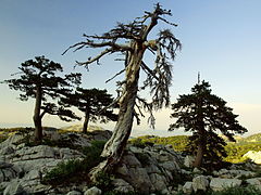 Pinus heldreichii, Bijela gora.