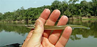 Potamorrhaphis eigenmanni