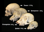 Миниатюра для Файл:Primate skull series with legend tr.png