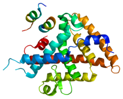 Протеин NR5A2 PDB 1yok.png