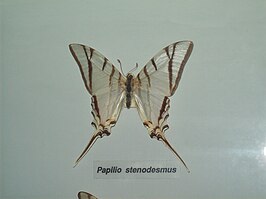 Protesilaus stenodesmus