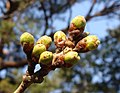 Prunus ×yedoensis
