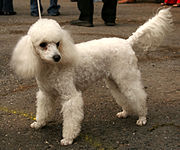 The Miniature poodle, which is of intermediate size between Standard and Toy.