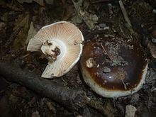 Russula anthracina Romagn