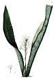 Sansevieria hyacinthoides