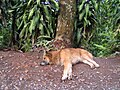 The resort's ever-alert security dog