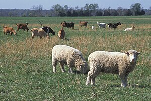 English: An image showing Ovis aries in field ...