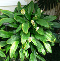 Spathiphyllum floribundum