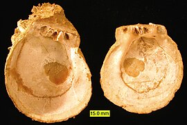 Мушлі пліоценових спондилусів (Spondylus)