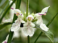 Stachys annua