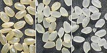 From left: brown rice, half-milled rice, white rice Stages of rice milling.jpg