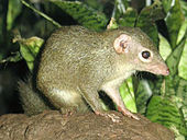 Tupaia glis.