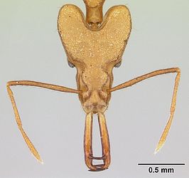 Strumigenys stemonixys