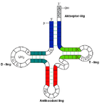 TRNA sekundaarstrukt.png