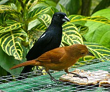A pair feeding at Asa Wright Nature Centre, Trinidad,