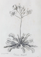 Venusfliegenfalle (Dionaea muscipula)