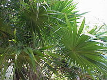 Thrinax radiata0.jpg