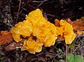 Parazita (Tremella aurantia) által megtámadott gomba