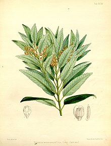 Trimenia weinmanniaefolia 99.jpg