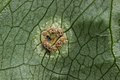 Tuberculina persicina op rietgrasroest