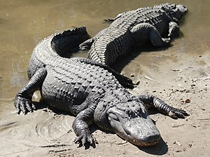 Two American Alligators (Alligator mississippi...