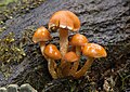 Unidentified Fungi, Myrtle Forest, Collinsvale, Tasmania, Australia