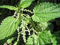 Urtica dioica (žara)