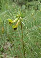 Vicia melanops.