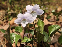 花は淡紫色で、側弁の基部は無毛。