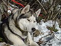 Husky sibérien, dans la neige, avec son matériel d'attelage sur le dos.