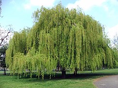 圖中的照片是倫敦公園裡的一棵巨大的垂柳樹。