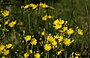 Weidehavikskruid (Hieracium caespitosum)