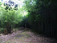 愛徳山王子跡竹林道