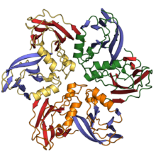 A pseudohexameric trimer of DJR-MCPs formed into a hexagonal shape. Jelly roll folds of each MCP are colored in red and blue, and the loops and helices of each MCP are colored differently to distinguish the three MCPs. 2w0c trimer.png