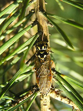 Acantholyda posticalis