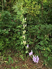 林内や林縁に生えるときは、茎は斜上し先端は垂れる。300cmを超える個体。