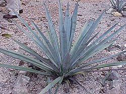 Agave tequilana