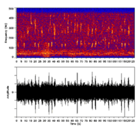 Spectrogram (above) and oscillogram (below) of the humpback whale's calls Akhumps 128 016 0 500c.png