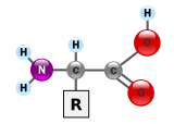 The general structure of an a-amino acid, with the amino group on the left and the carboxyl group on the right AminoAcidball.svg