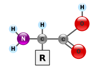 200px-AminoAcidball.svg.png