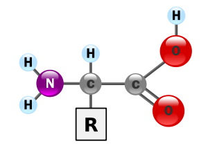 Structure générale d'un acide aminé.