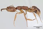 Miniatura para Anochetus simoni