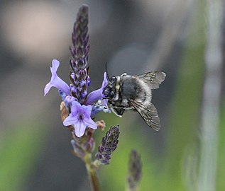 Flowers with pollinator (Anthophora alluaudi)