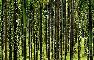 Stipes de palmiers à bétep recouverts de lianes de vanille (État indien du Karnataka). (définition réelle 4 169 × 2 668)
