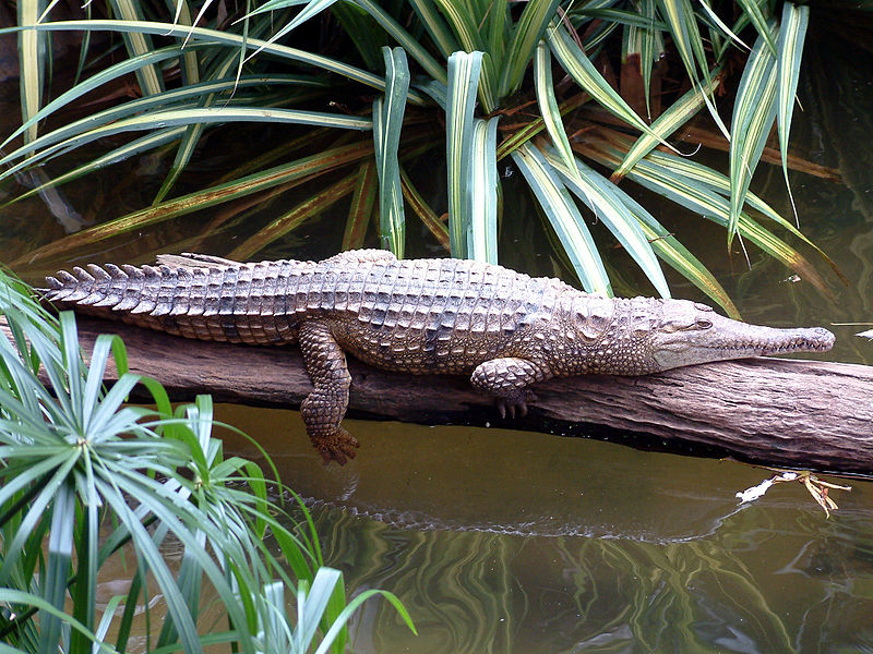 Австралийский пресноводный крокодил. Фото из Википедии