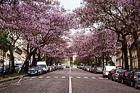 Árvores da variedade tomentosa são destaque na Avenue Carnot, Paris.
